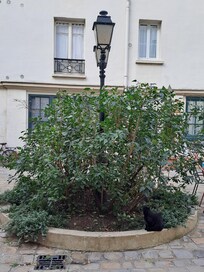 La petite courette bien sympathique