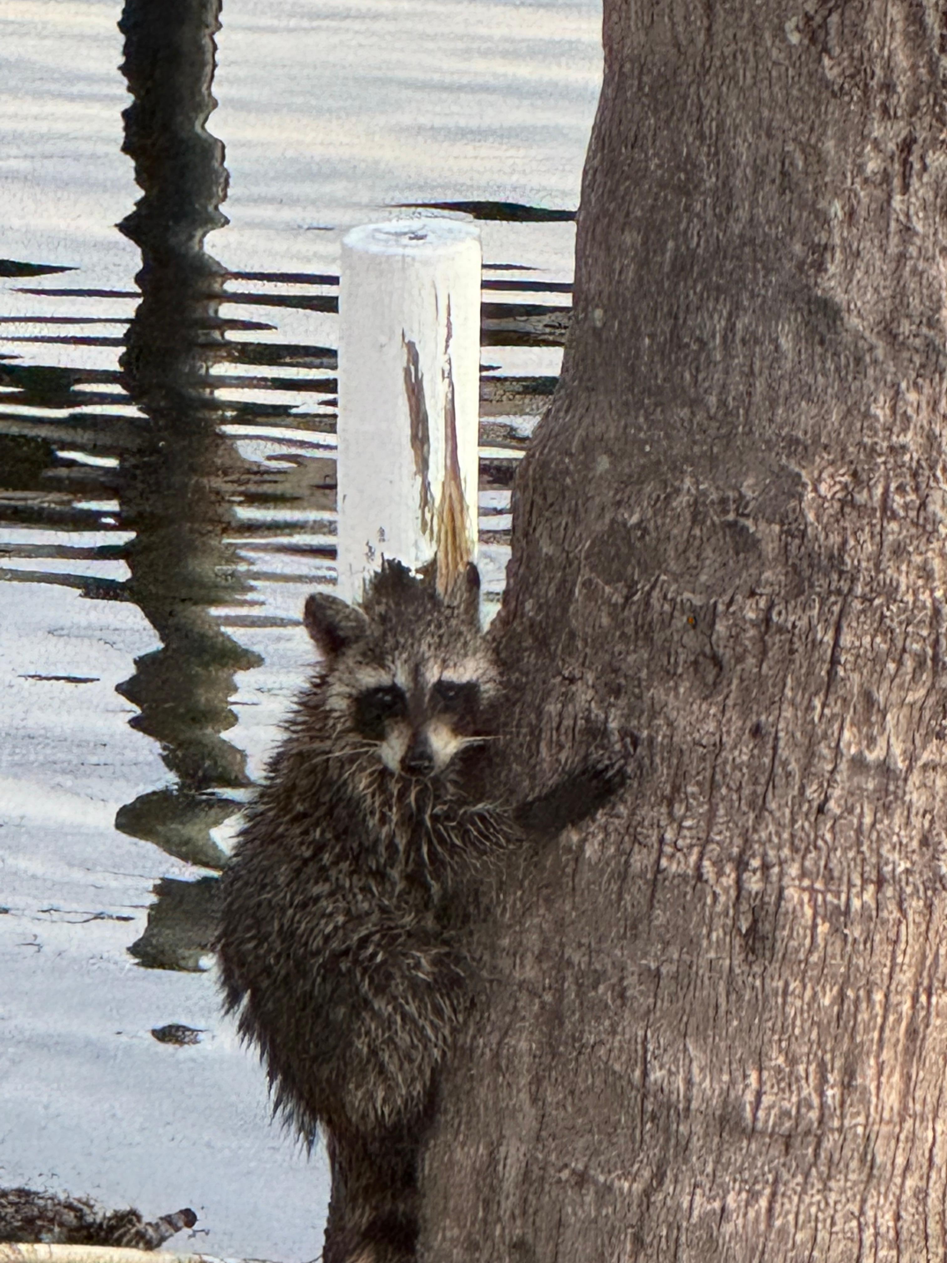 Baby raccoons climbing the tree in the yard.