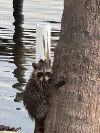 Baby raccoons climbing the tree in the yard.