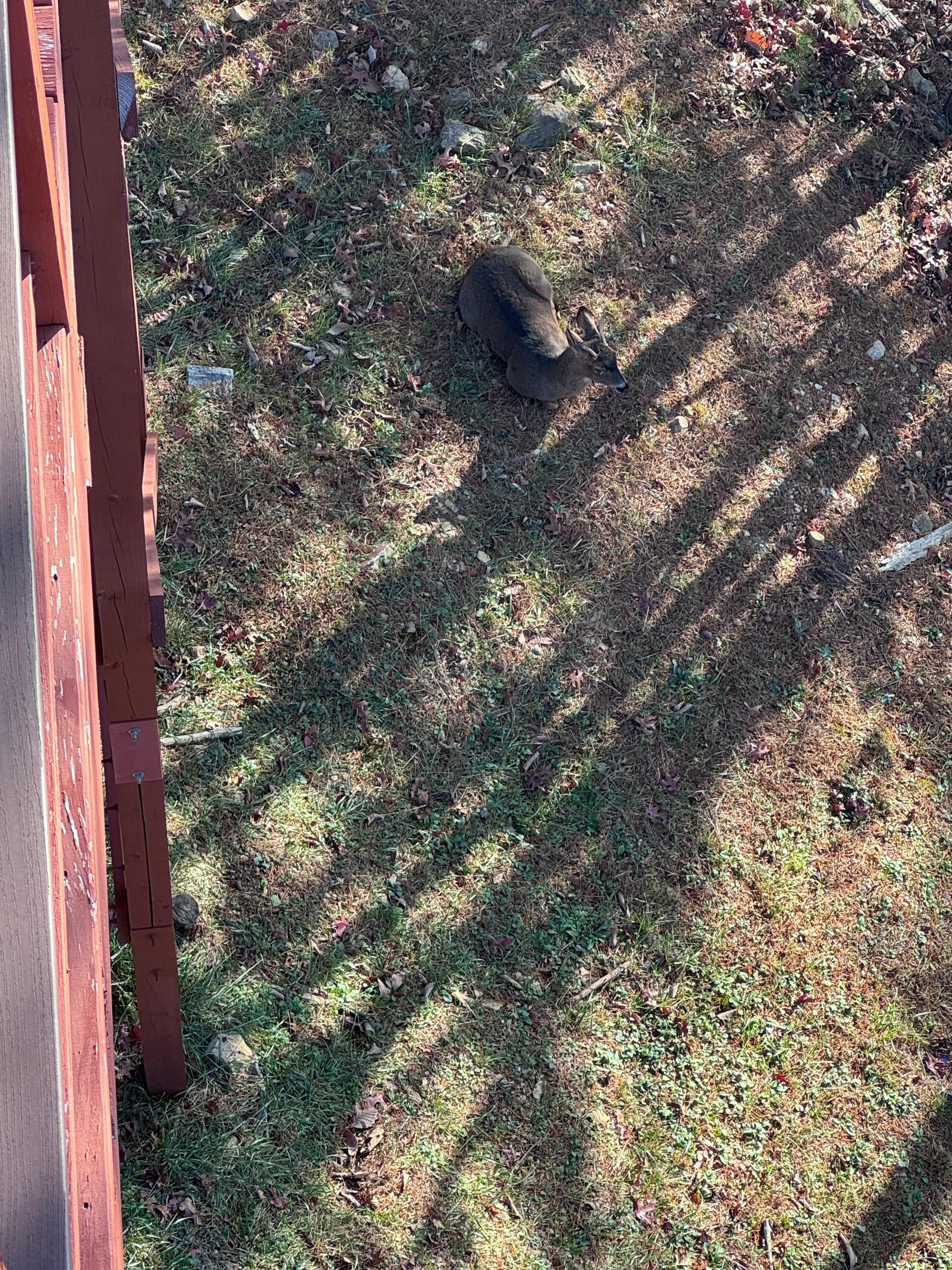 We had a couple of deer come up and graze just at the foot of the house. 