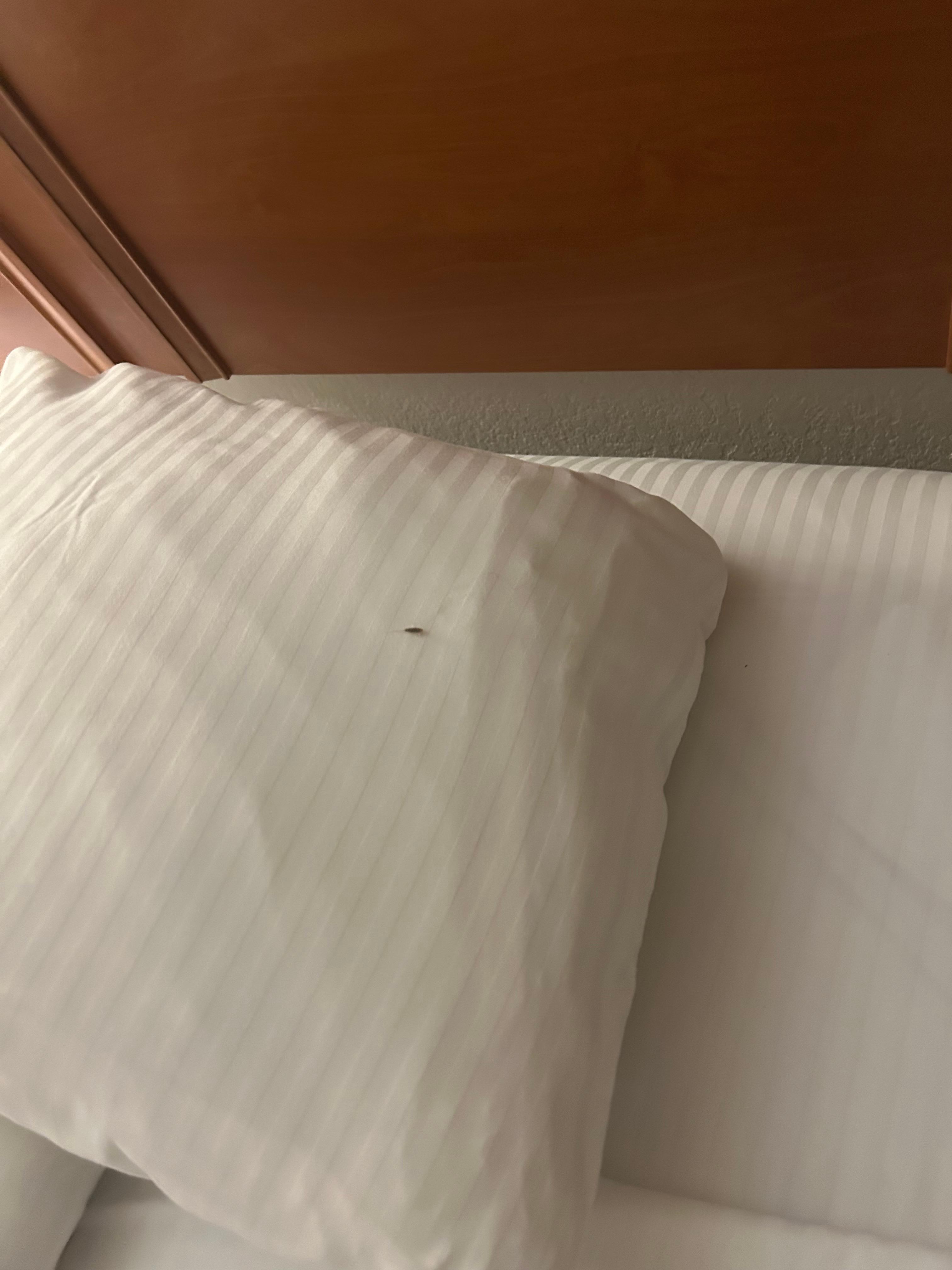 Unknown type of bug/insect.might have to zoom in