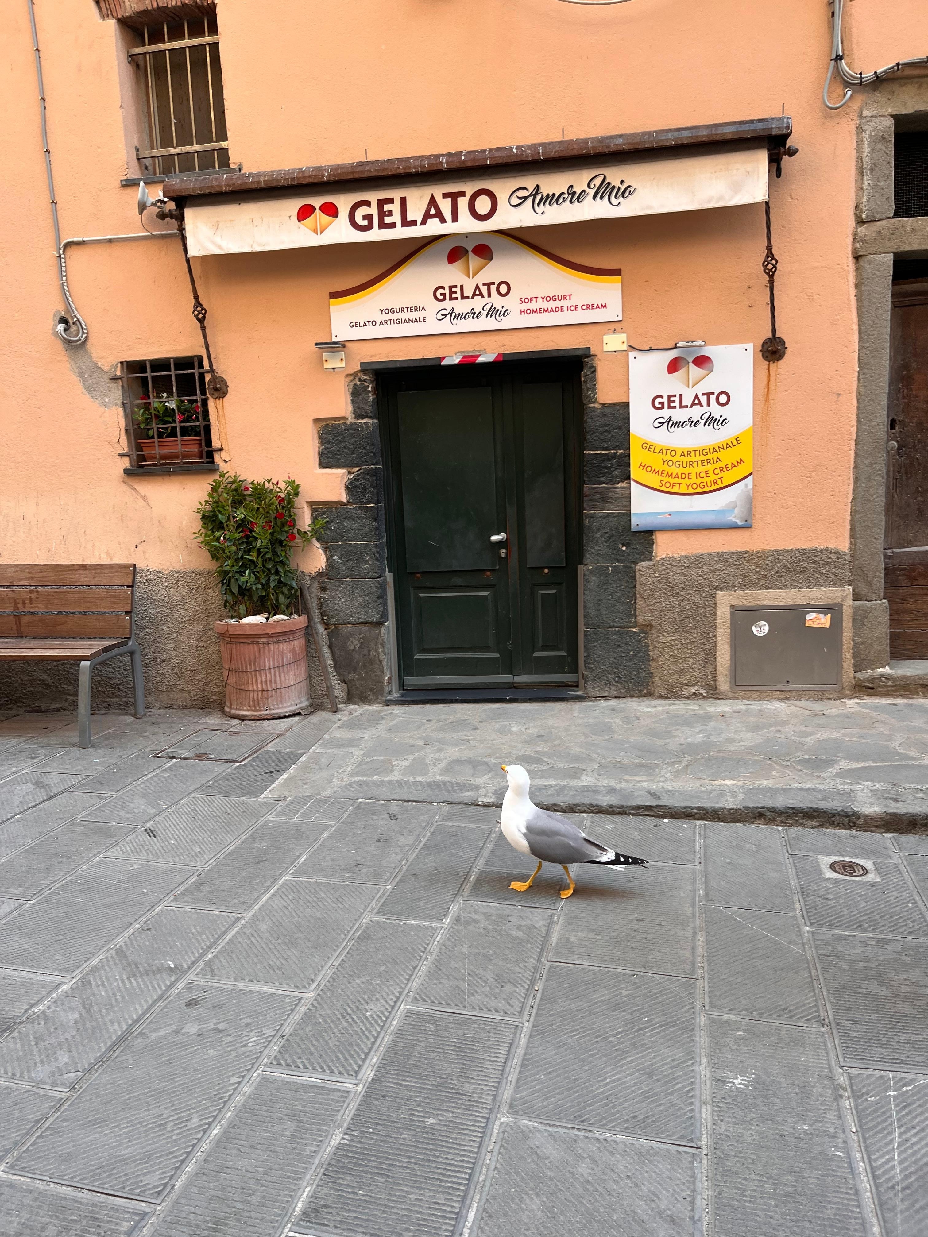 Seagull in Vernazza, craving some ice cream