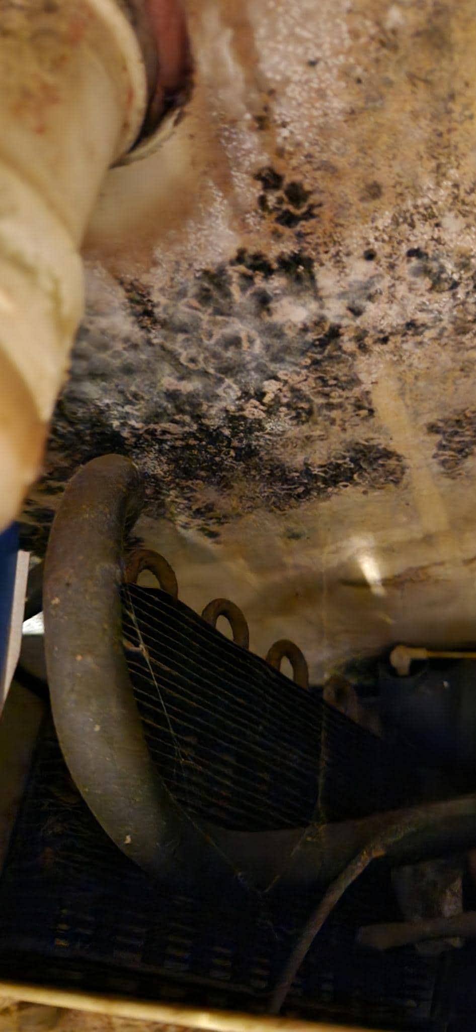 Moldy area under the sink