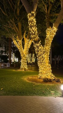 Night shot of the trees