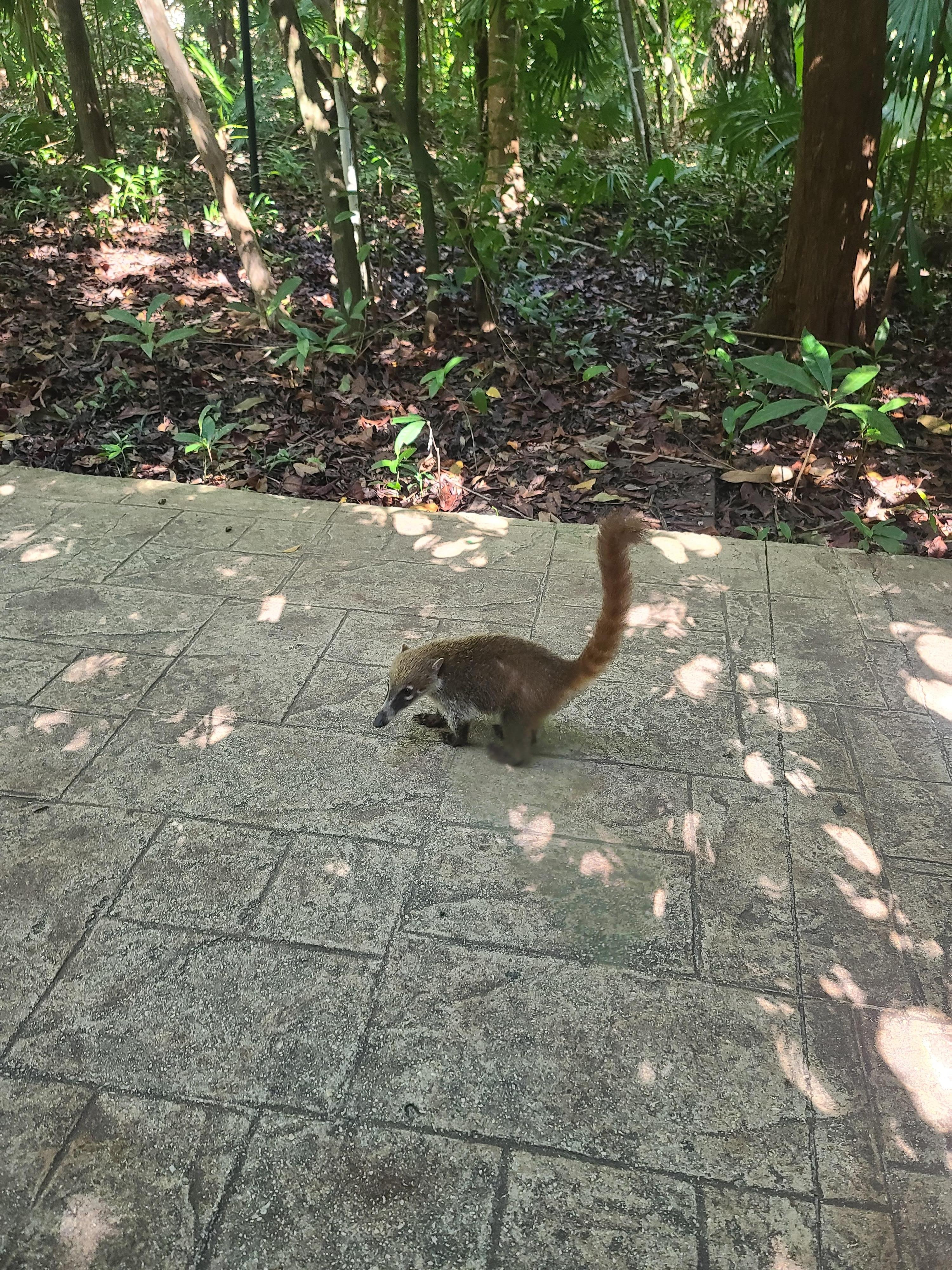 Lots of coatis, always hungry, remind racoons
