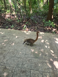 Lots of coatis, always hungry, remind racoons