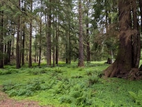 View of the side yard