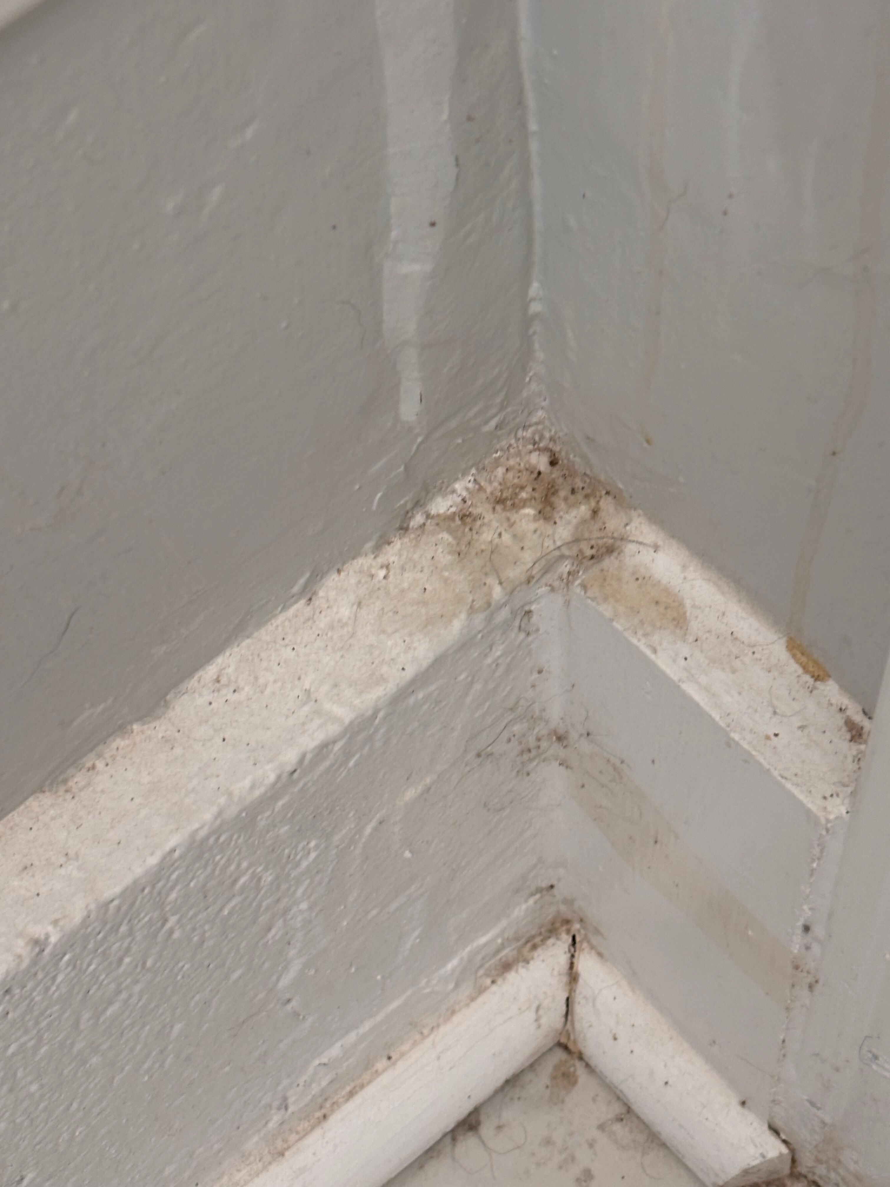 Mold on the base boards