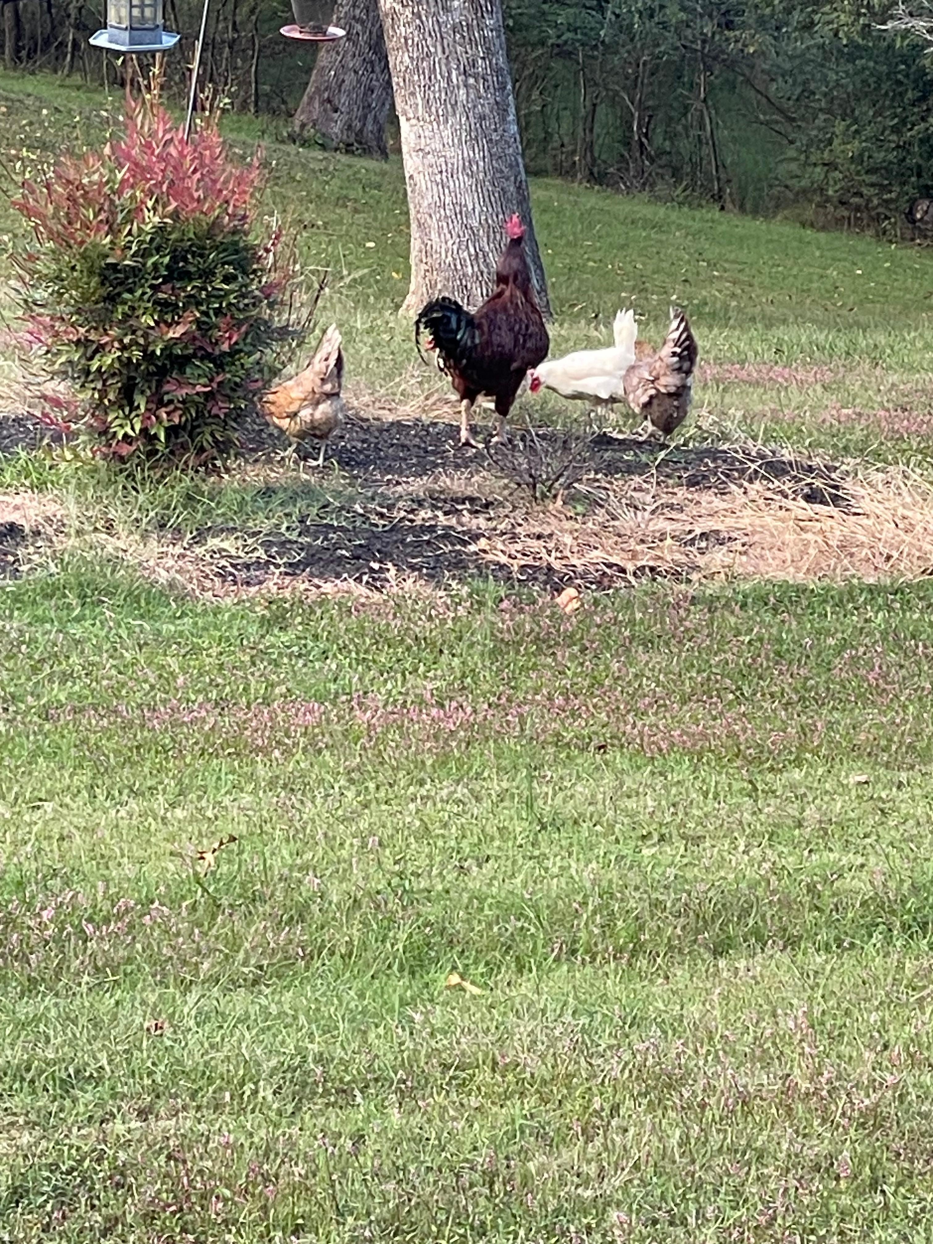 Leta’s chickens roaming the area