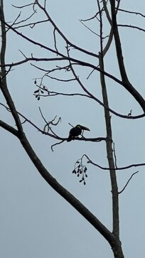 Toucan in the front yard