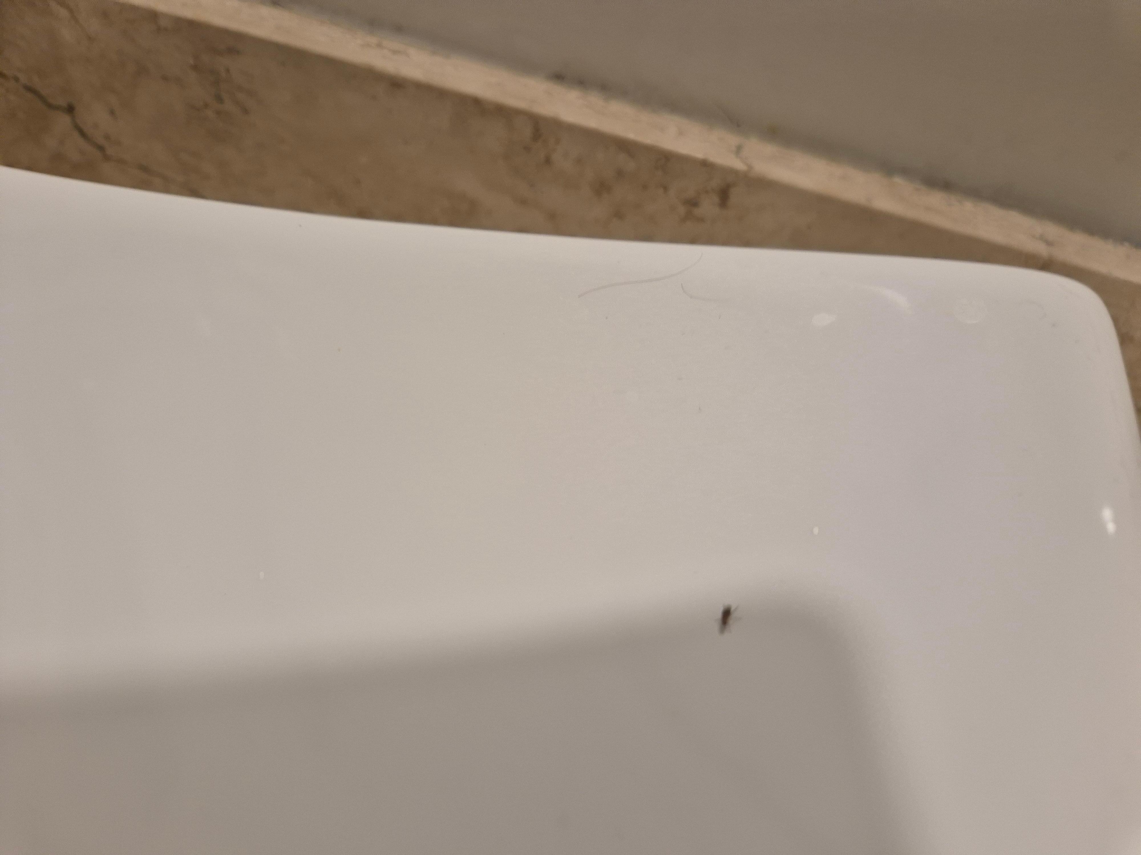 Estos animalitos estaban por toda la habitacion