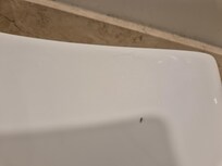 Estos animalitos estaban por toda la habitacion