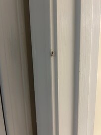 Bug on Bedroom doorframe