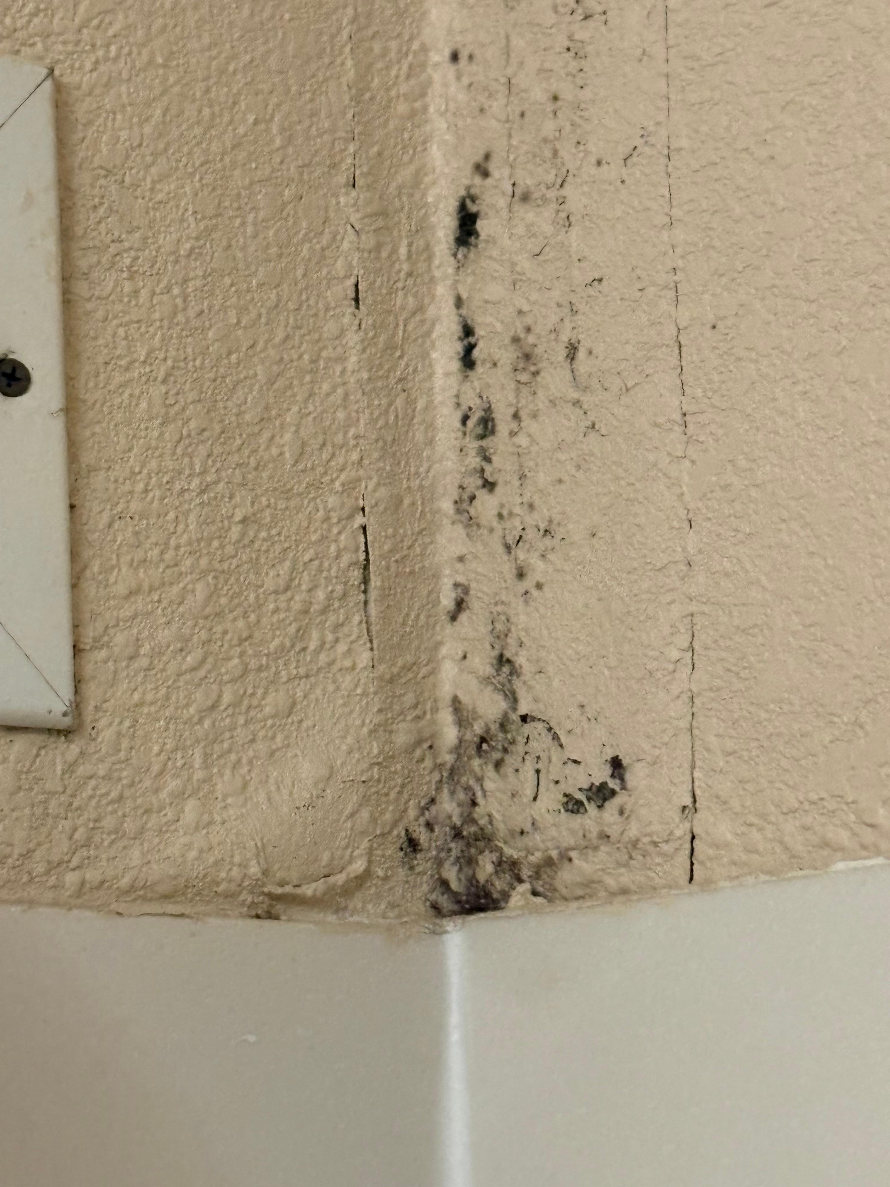 This mold was in the bathroom 