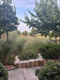 View over the olive and lemon trees to the sea where we had breakfast