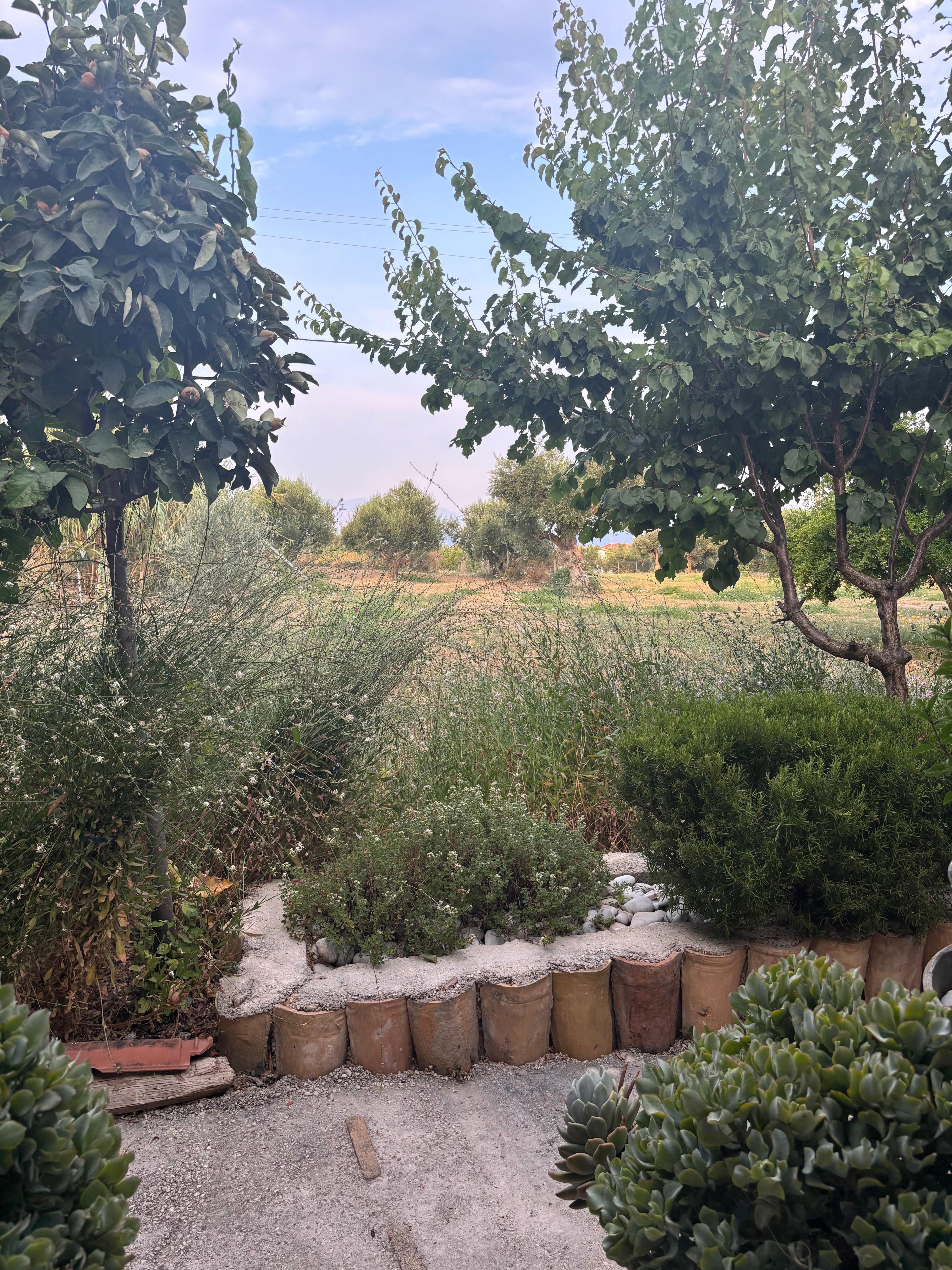 View over the olive and lemon trees to the sea where we had breakfast 