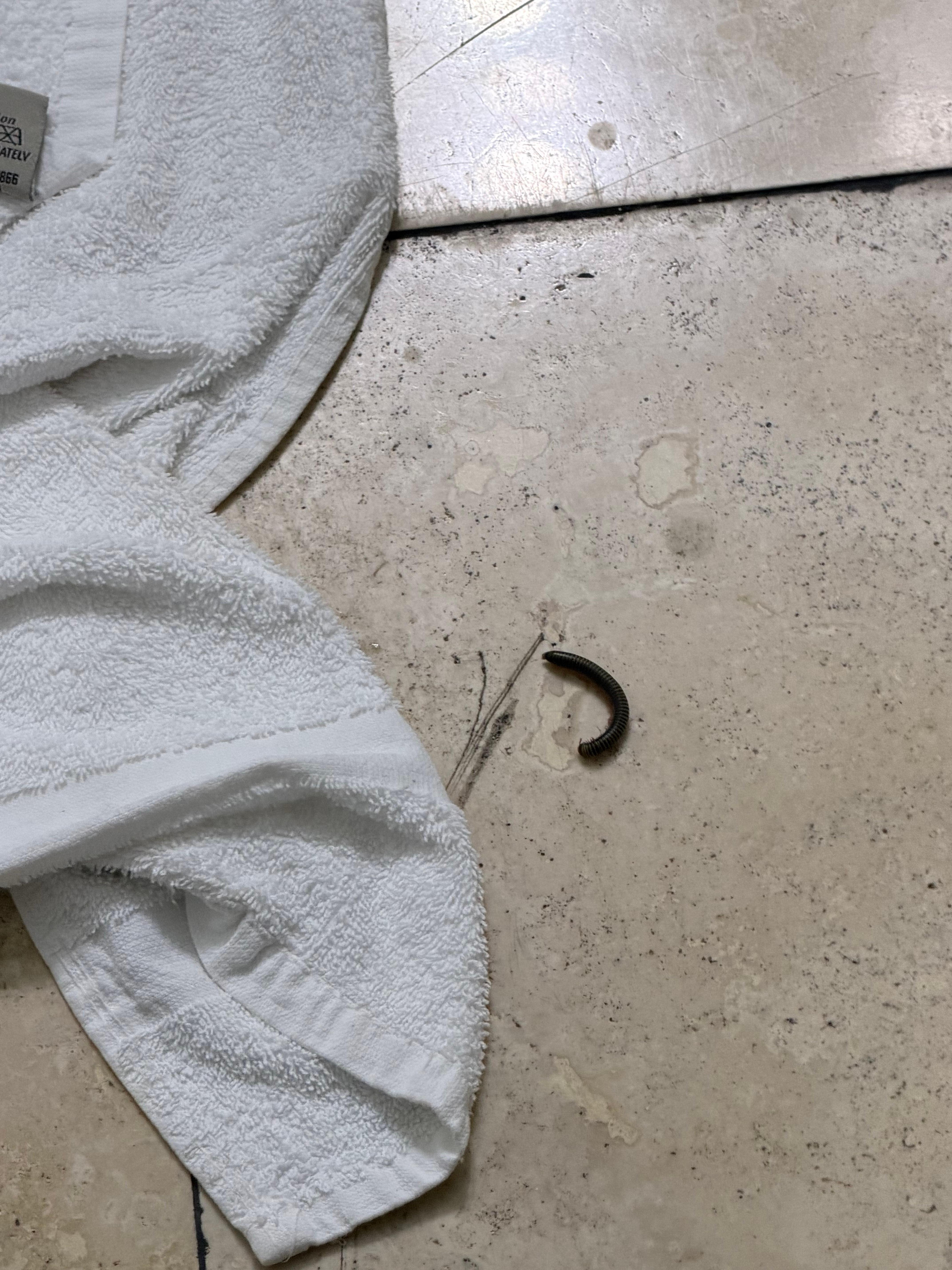 Worm in bathroom