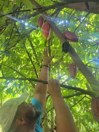 Cacao pods