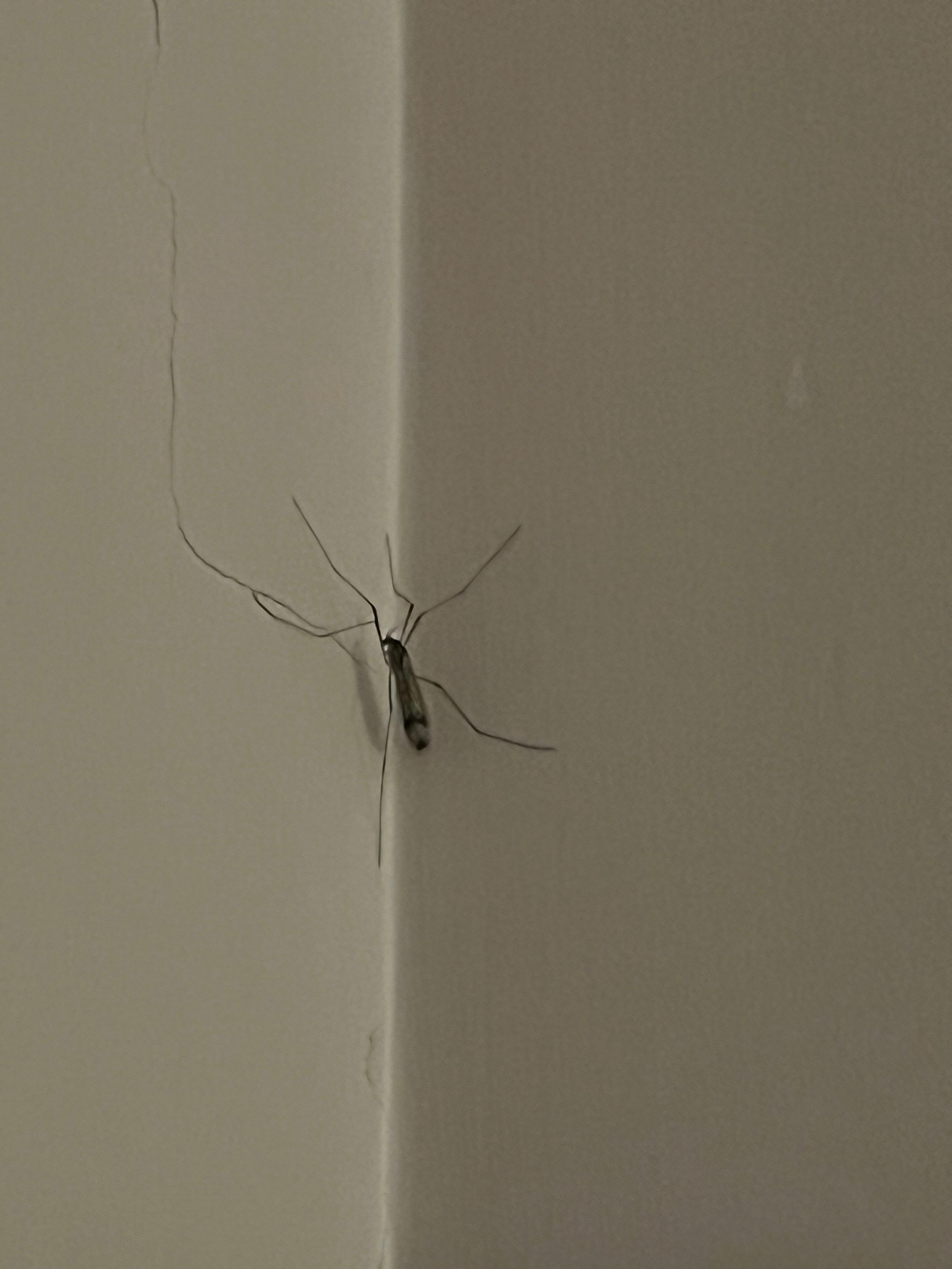 Big #3 in room