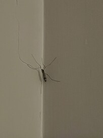 Big #3 in room