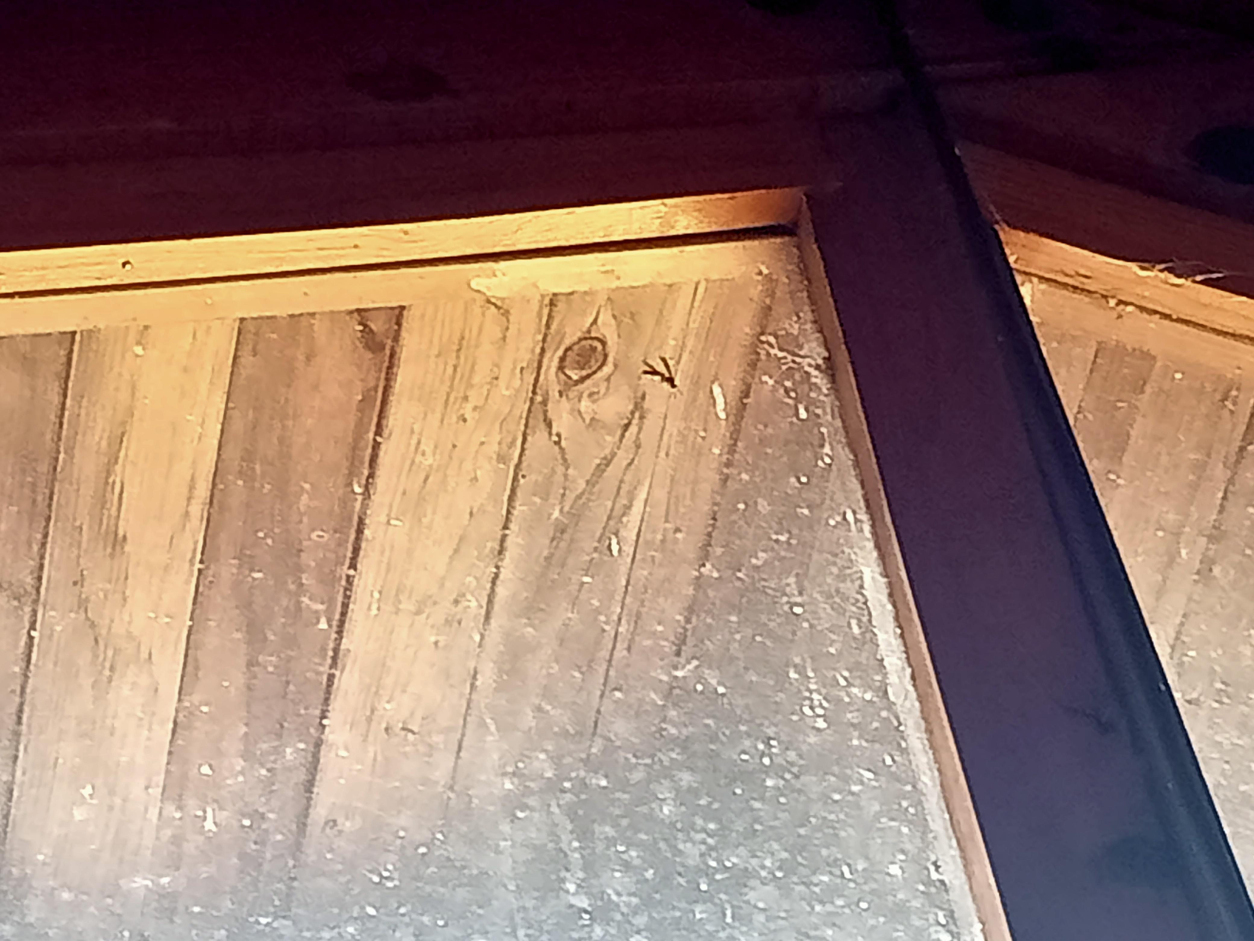 Hay están las avispas avían 3 dentro 