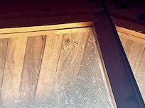 Hay están las avispas avían 3 dentro