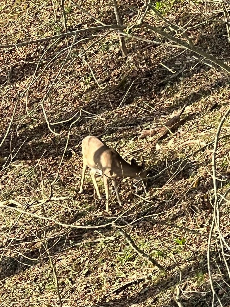 Saw a friend from the deck. 