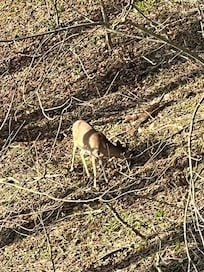 Saw a friend from the deck.