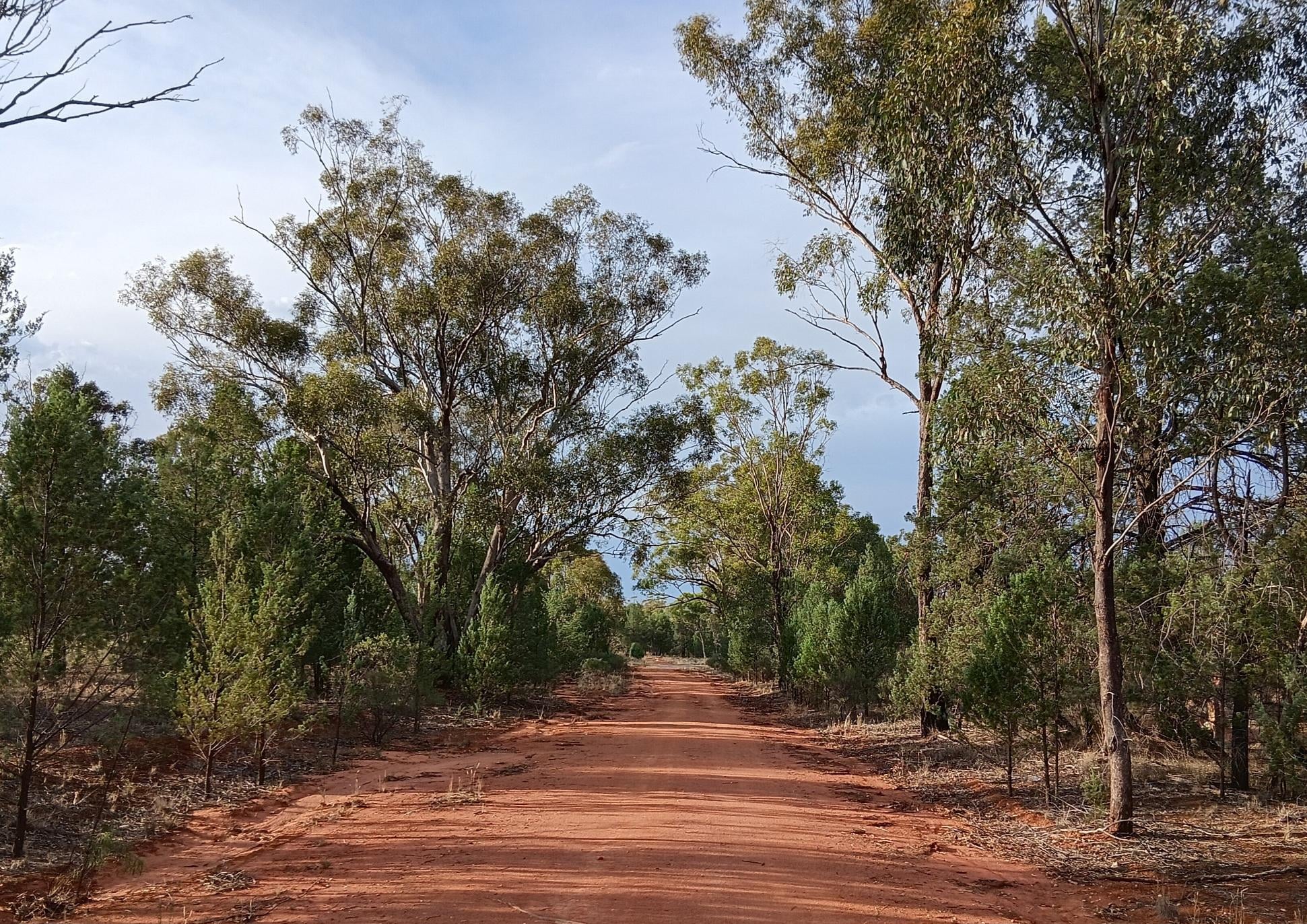 A back road of Grong Grong, with lovely red soil. Morning walks were interesting and pleasant. Flocks of galahs were spectacular morning and evening. 