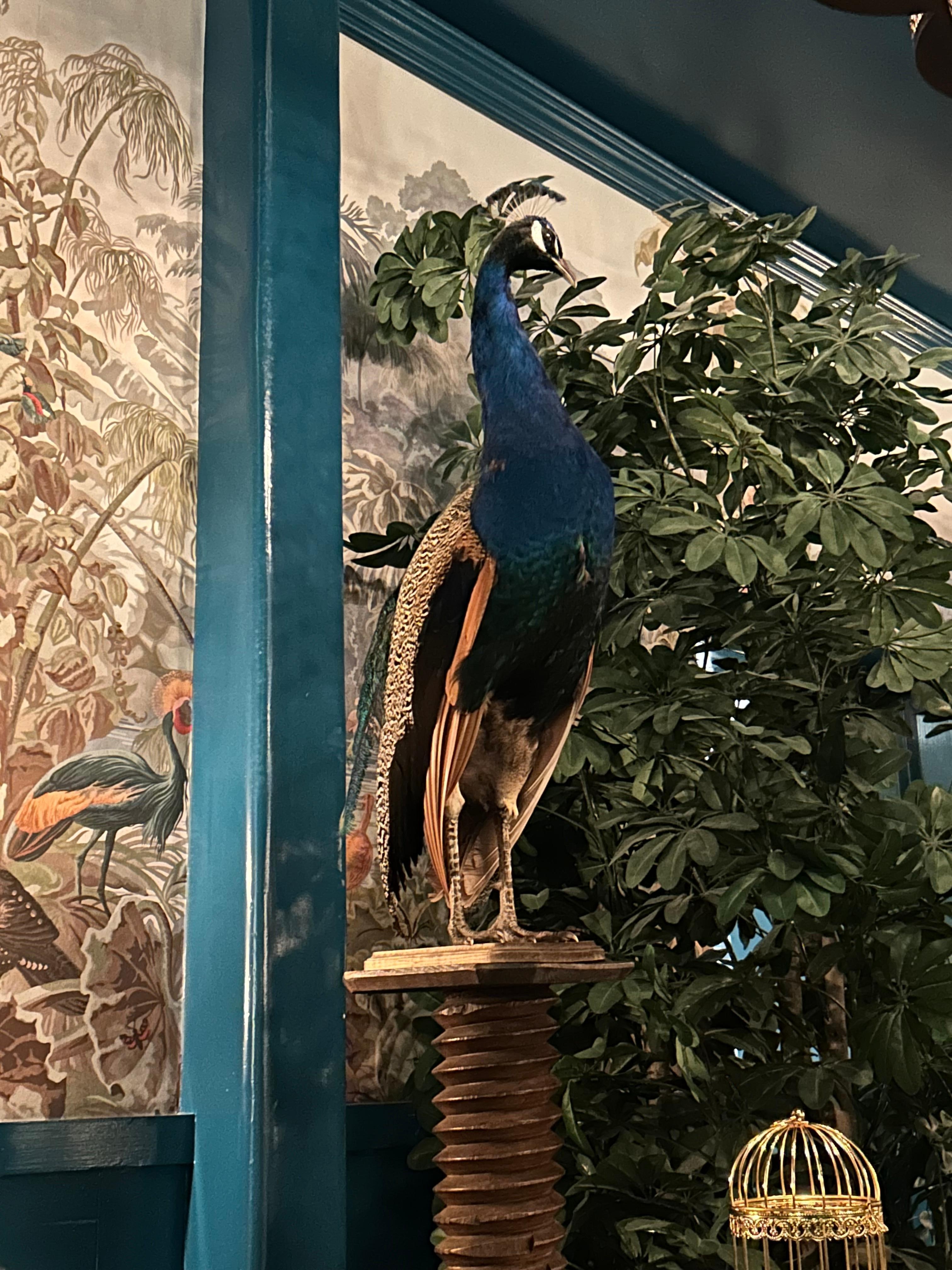 Peacock 