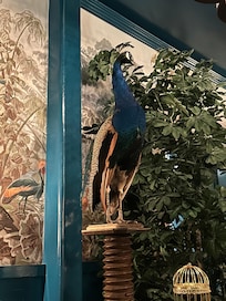 Peacock