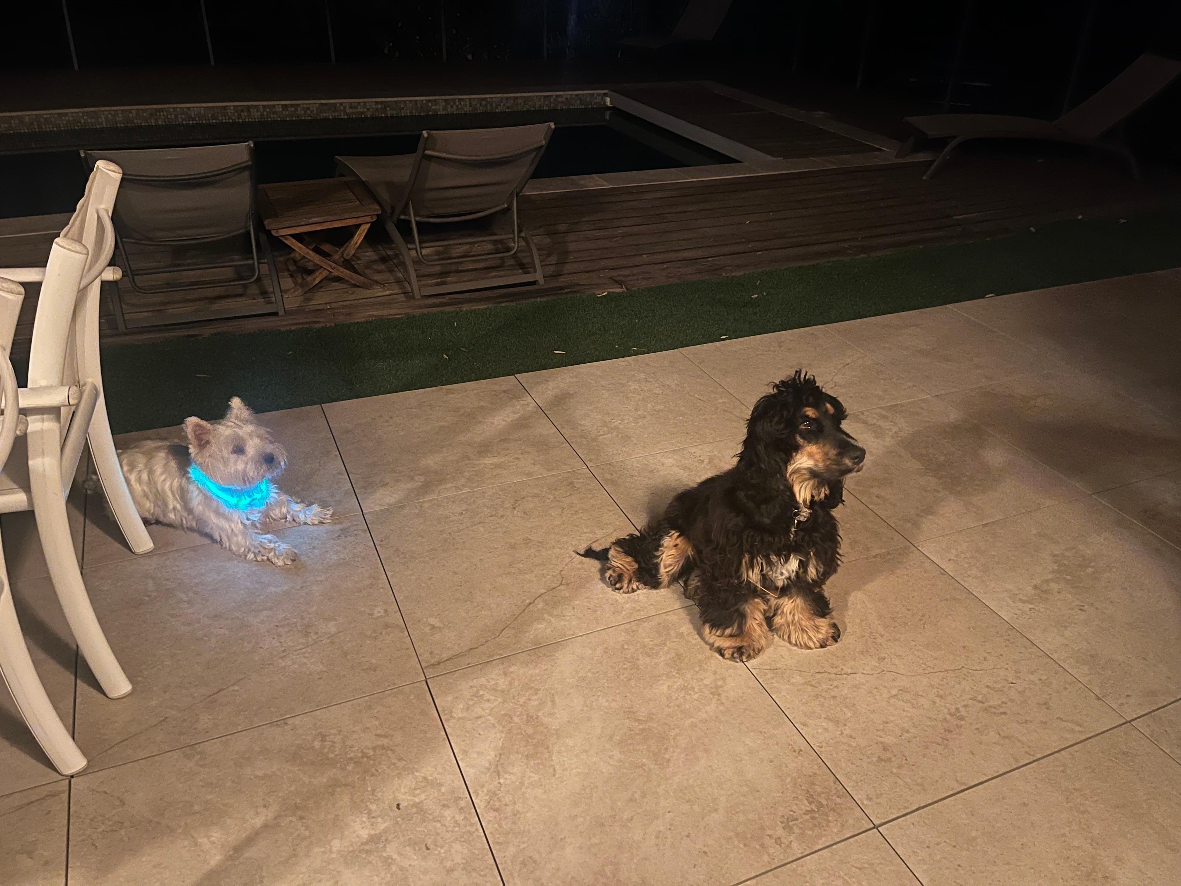 Unsere Hündin Sunny (der Westie) und Asco 