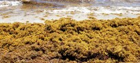 Beachside seaweed