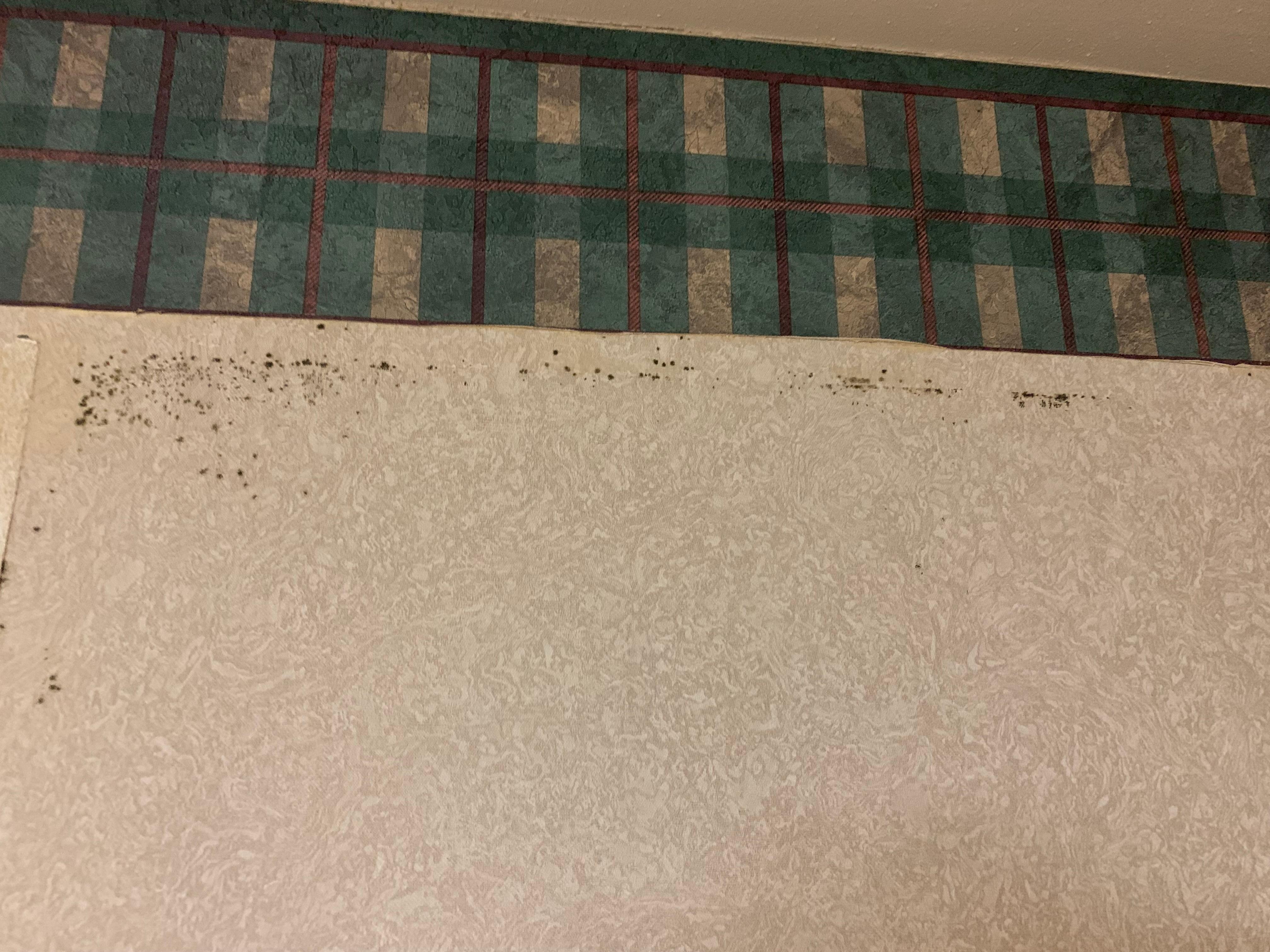 Mold in bathroom 