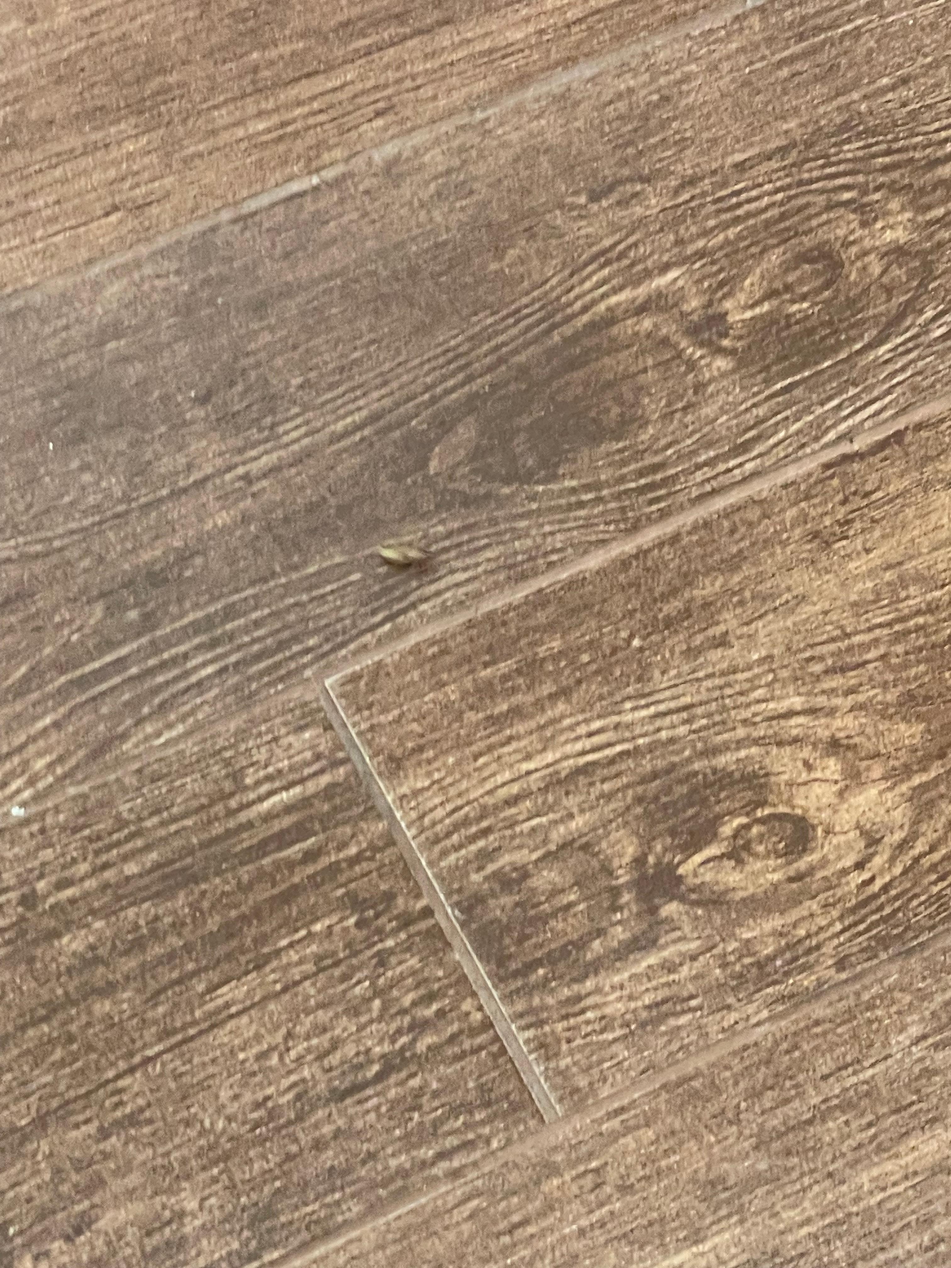 Bugs crawling across the floor in the lobby