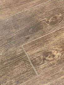 Bugs crawling across the floor in the lobby