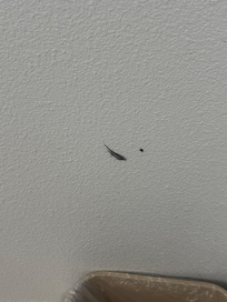 Piece of wet hair on wall