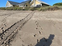 Turtle tracks