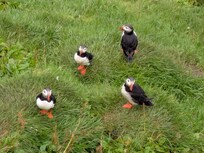 The puffins on the Westman Islands