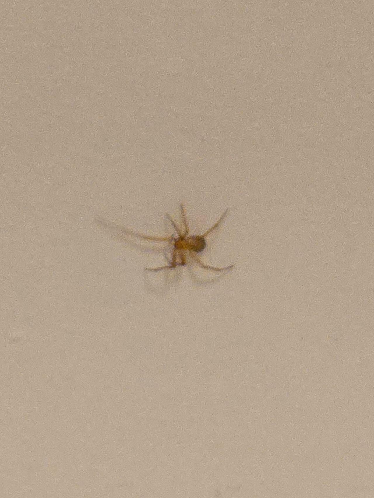 Spider in the tub