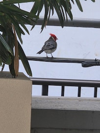 Hawaiian Cardinal on the railing.
