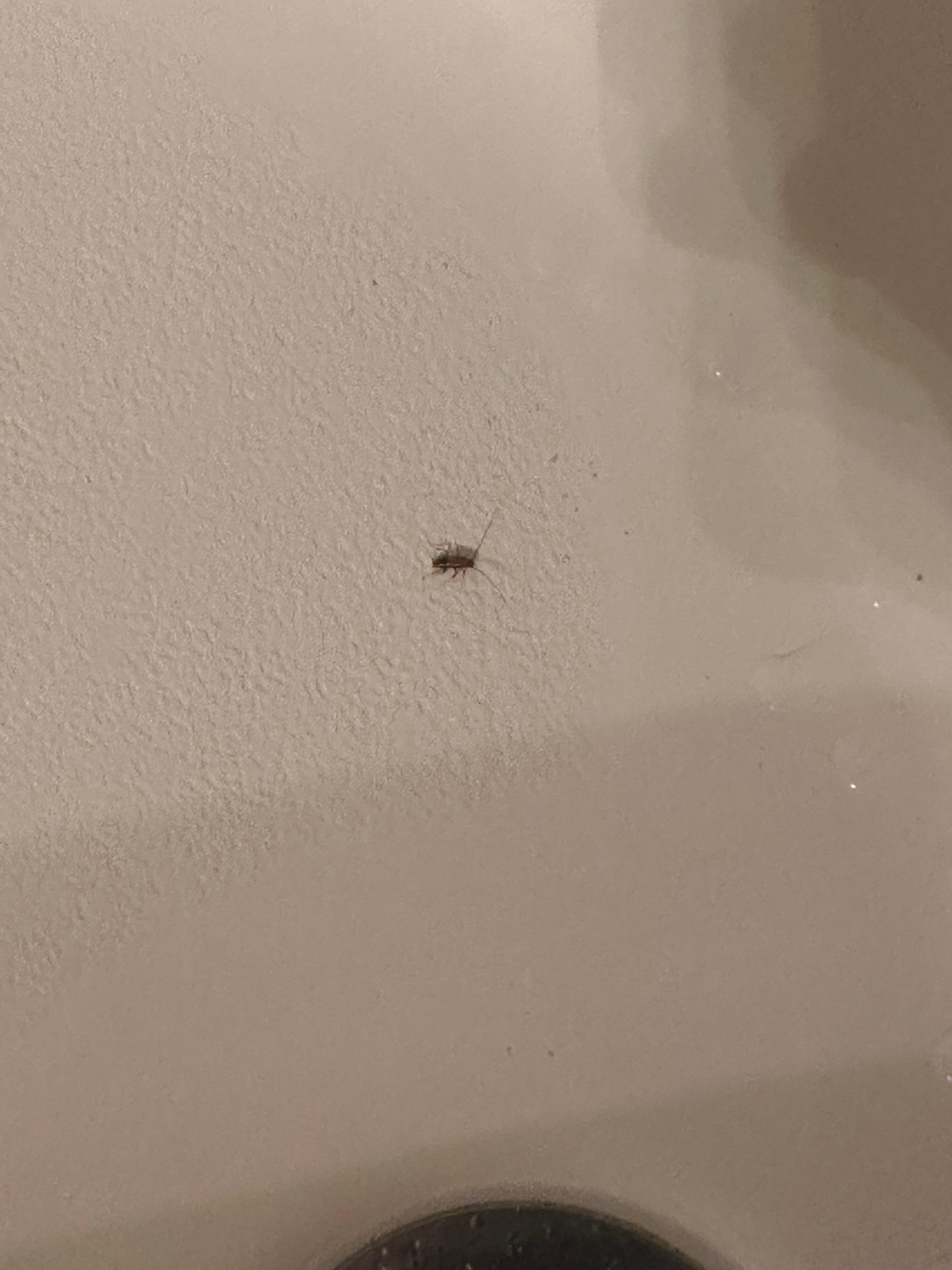 Guest bathtub upon arrival 