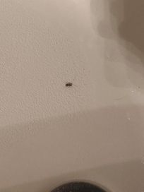 Guest bathtub upon arrival