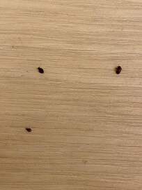 Three bed bugs were on the floor beneath the bed—undeniable evidence of a severe infestation