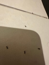 Ants in room.