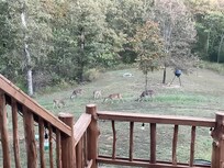 Deer in the evening behind cabin.