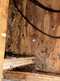 The droppings around the spare bed.