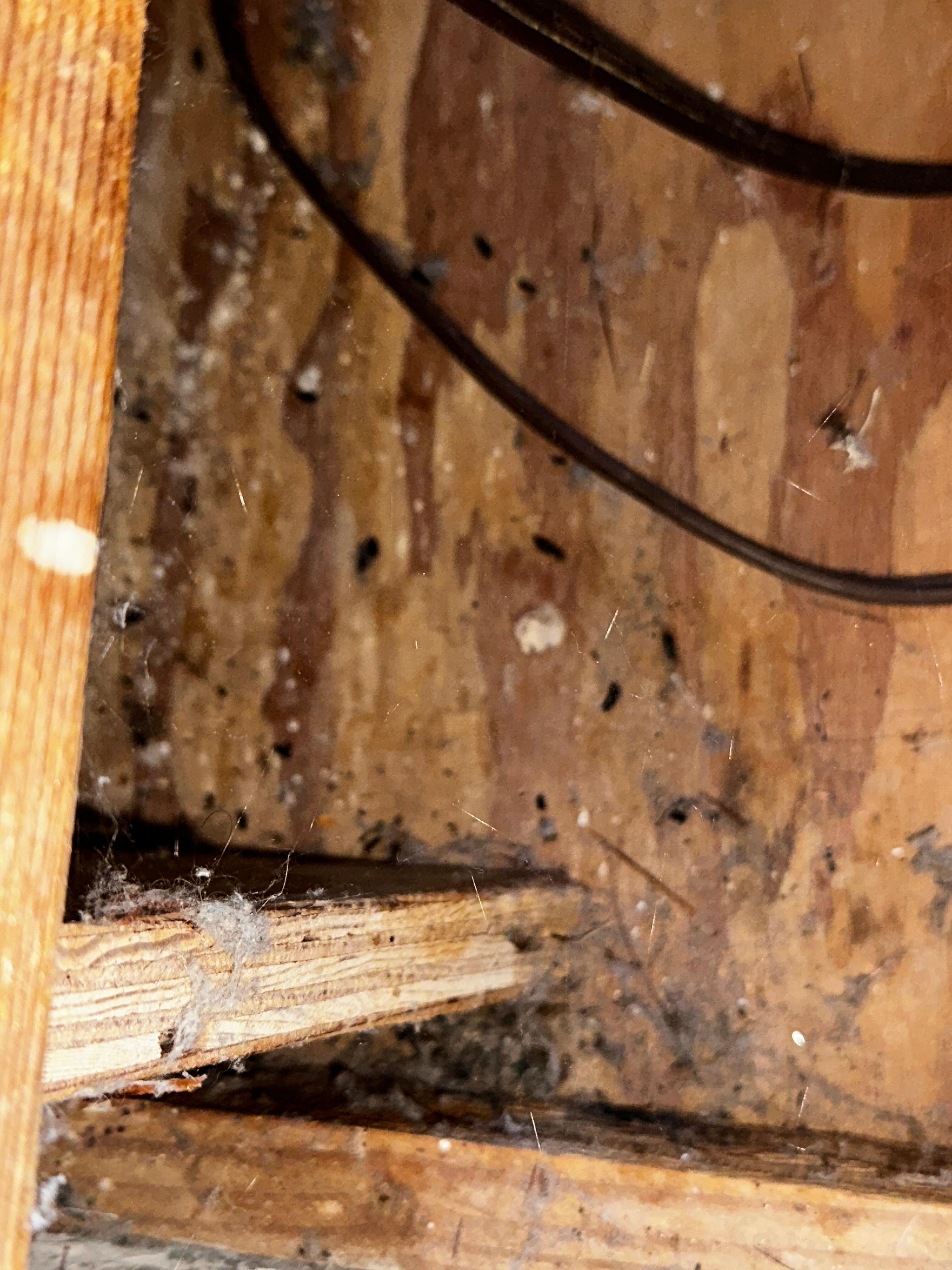 The droppings around the spare bed. 