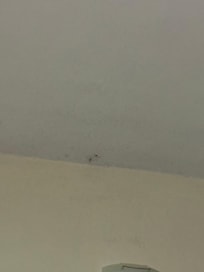 A couple of the many spiders we found (directly over the bed)