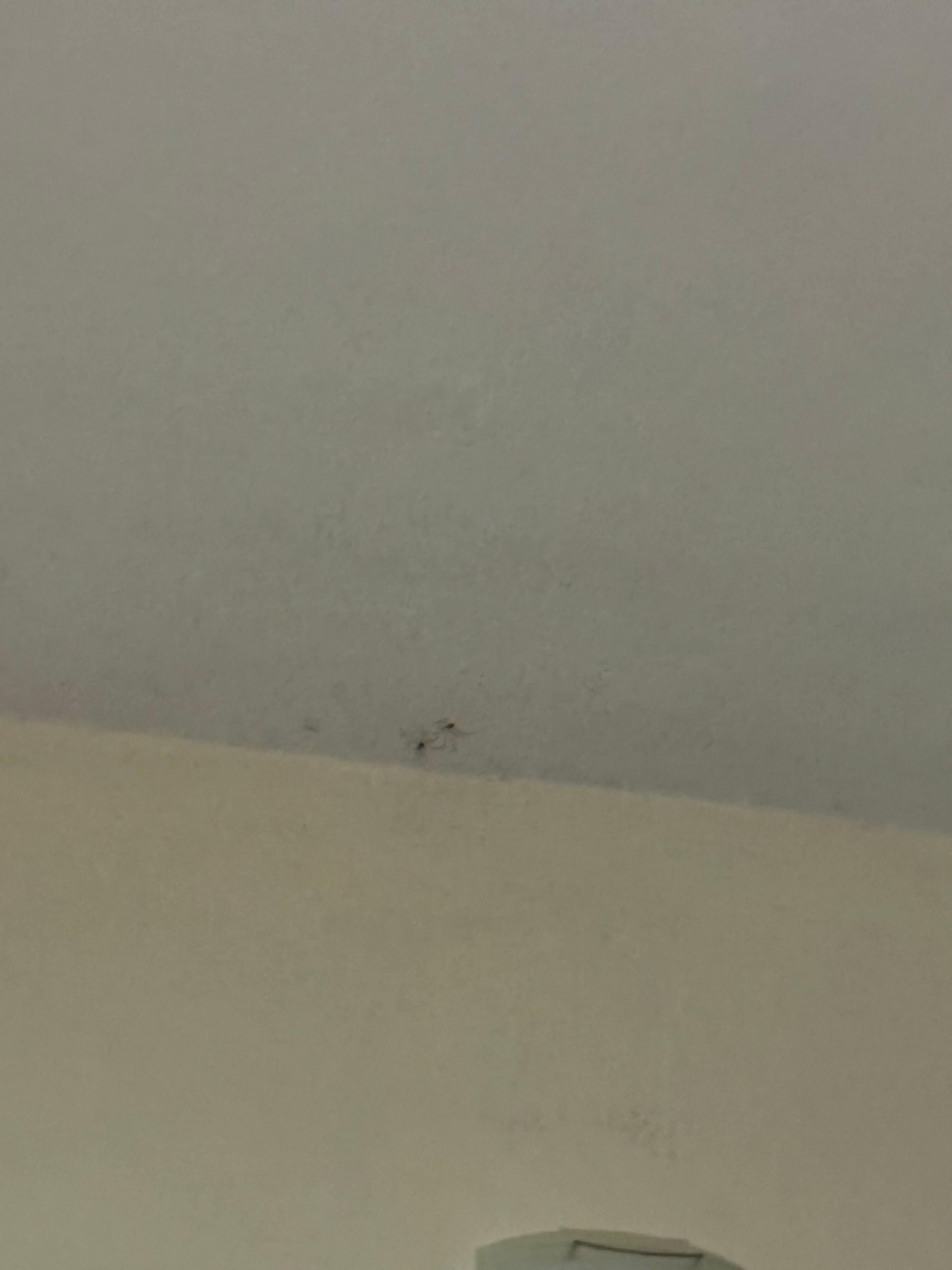 A couple of the many spiders we found (directly over the bed)